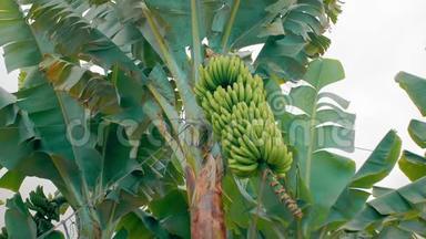 香蕉种植园。 有巨大绿叶的香蕉树。 一串绿色香蕉.. 有机食品的概念